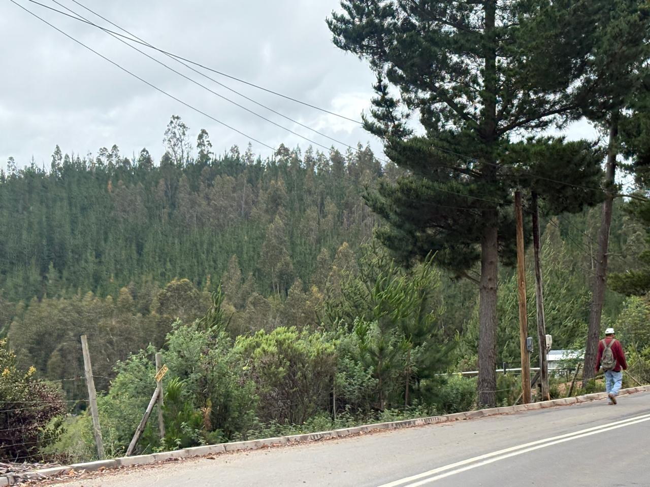 Bosques de pinos y entorno rural de O'Higgins